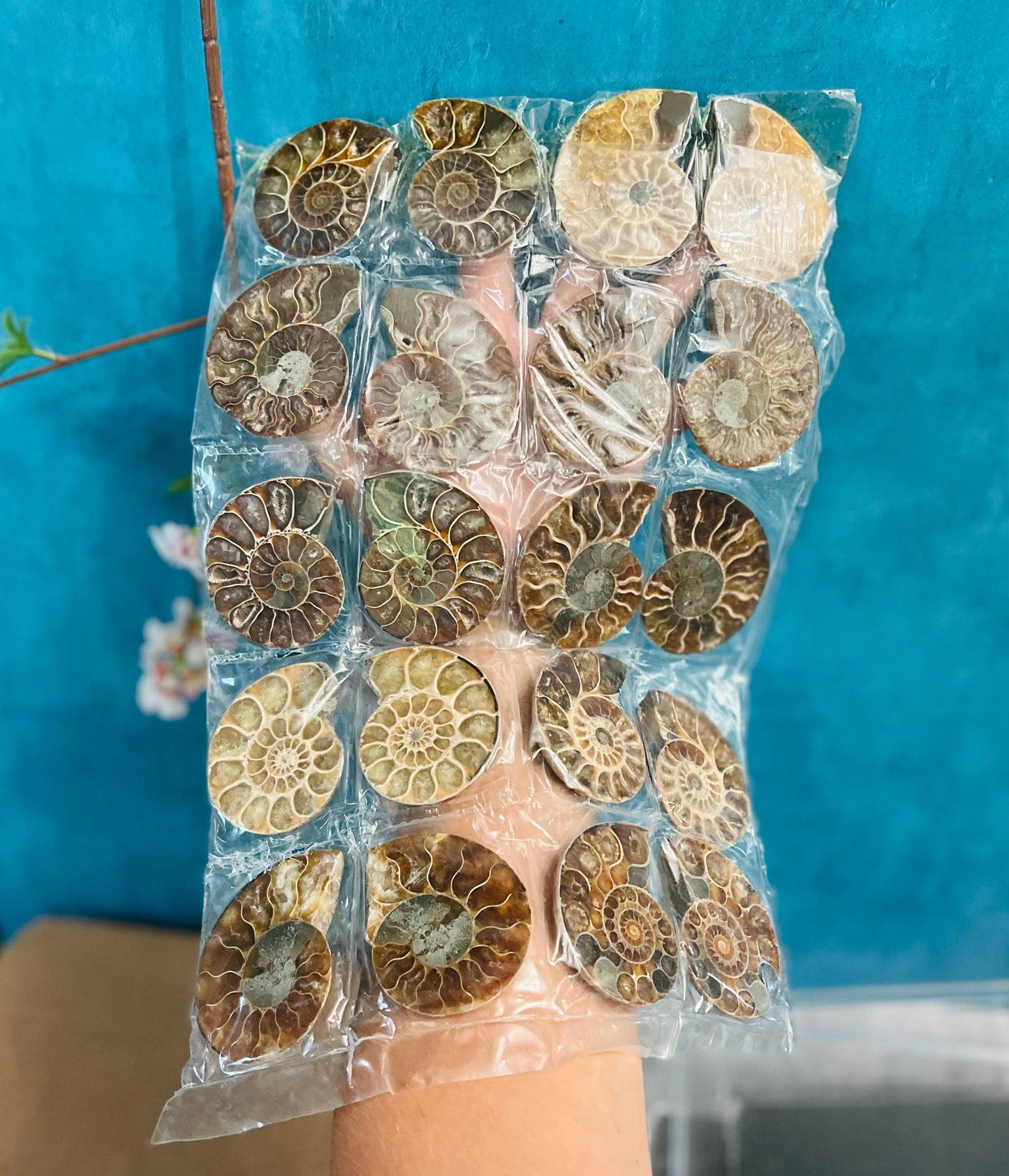 BULK Ammonite Fossil Pairs, 20pc beach decor, Ammonite Half