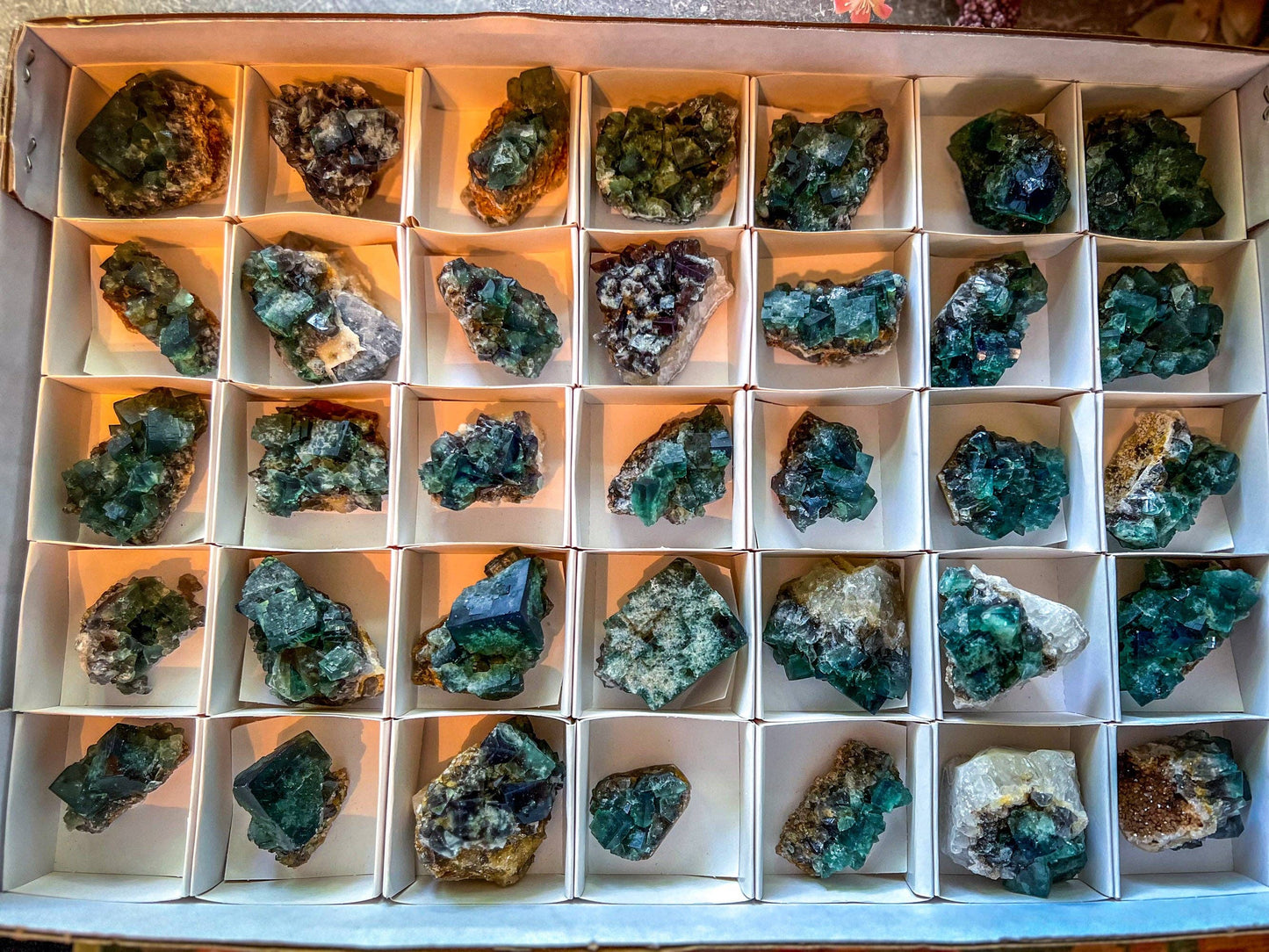 Naughty Gnome Pocket Fluorite Clusters, Daylight Fluorescent