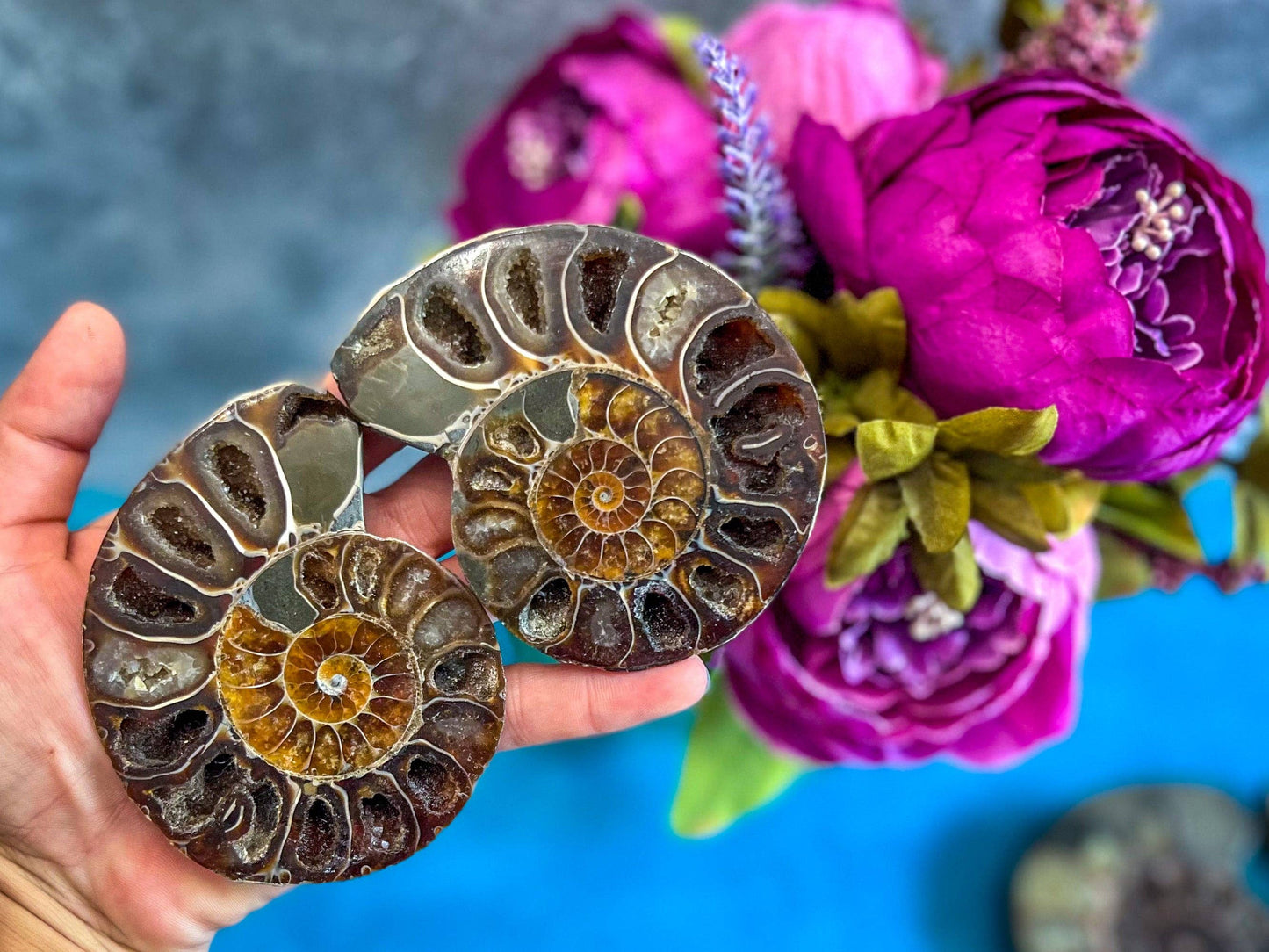 Ammonite Fossil Pairs, Ethically Sourced Ocean Decor, Beachy