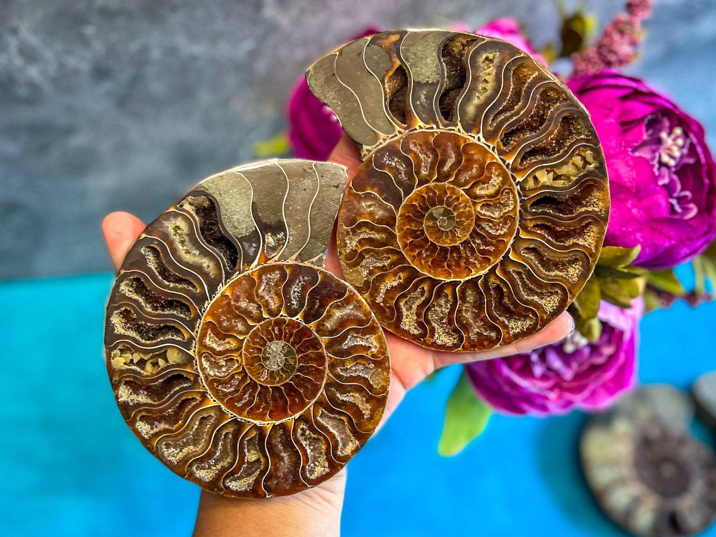 Ammonite Fossil Pairs, Ethically Sourced Ocean Decor, Beachy