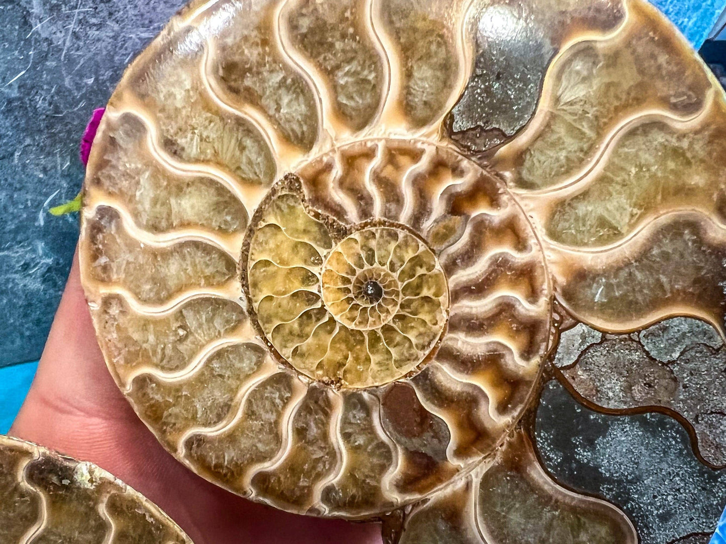Ammonite Fossil Pairs, Ethically Sourced Ocean Decor, Beachy