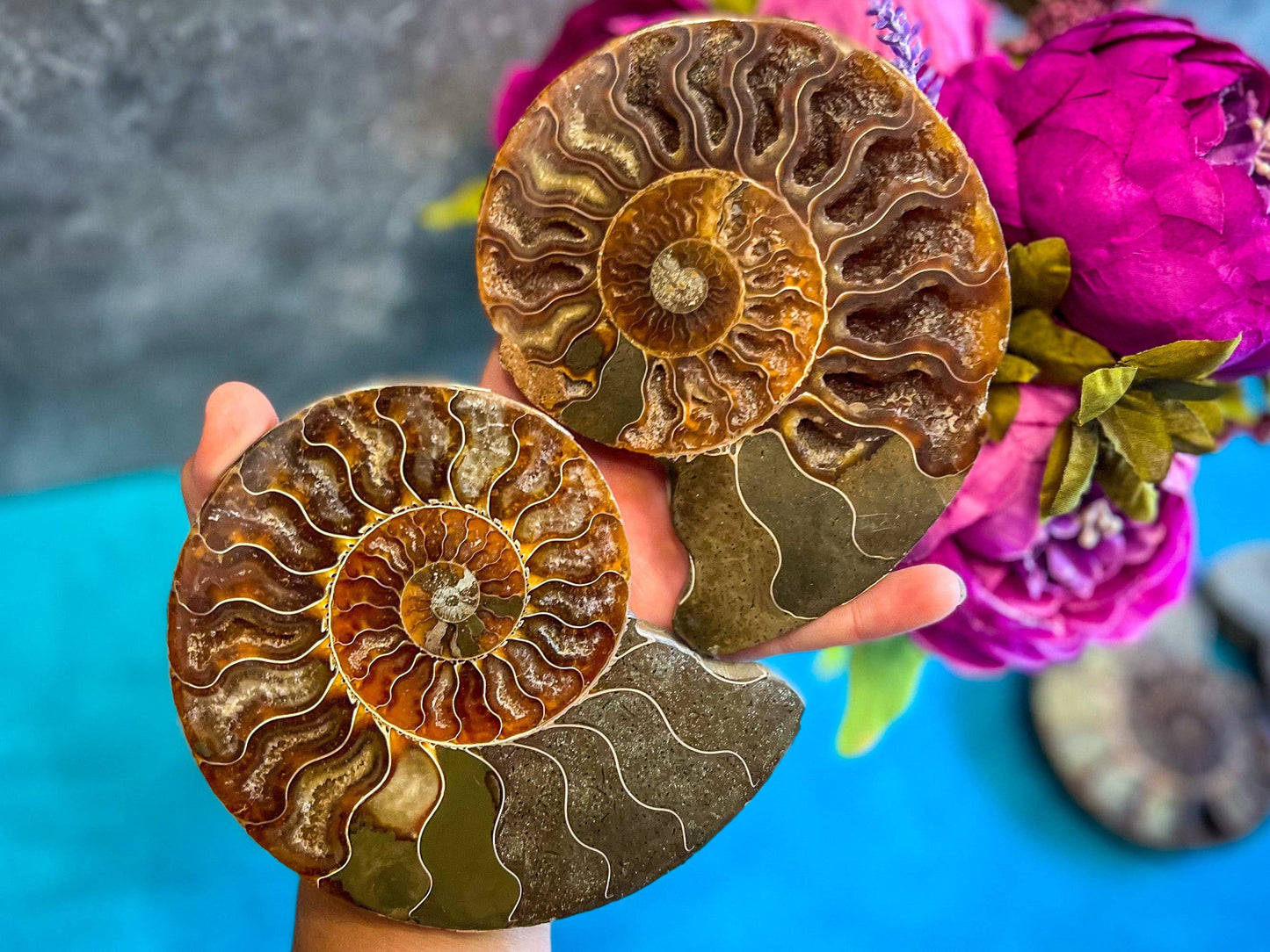 Ammonite Fossil Pairs, Ethically Sourced Ocean Decor, Beachy