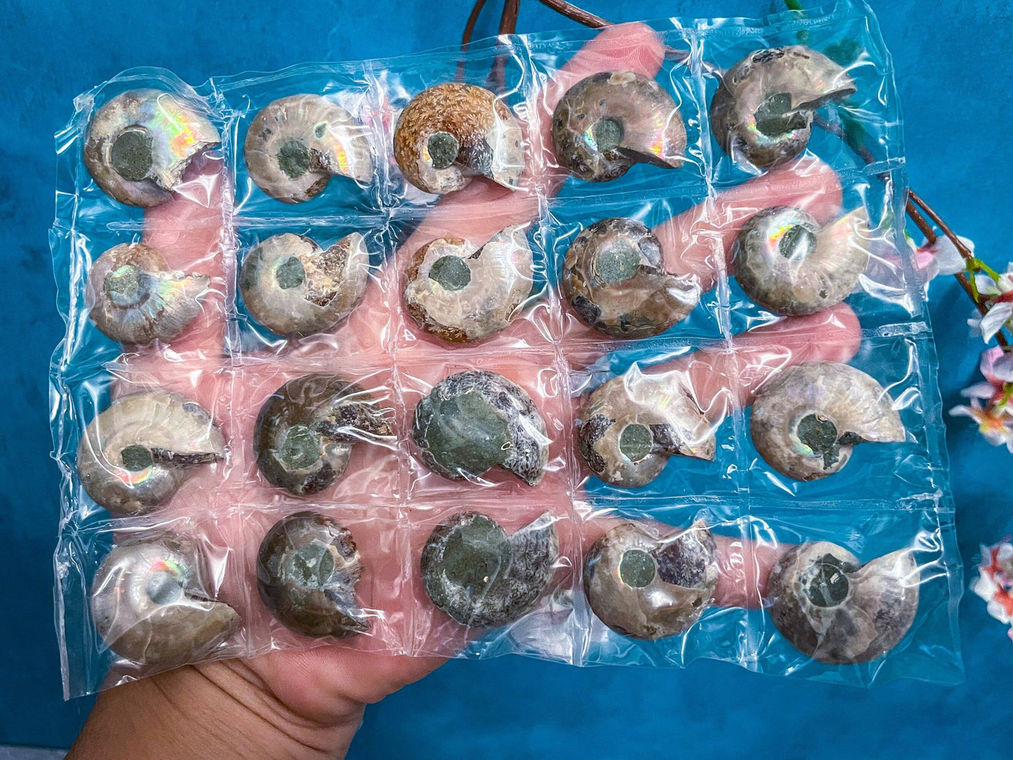 BULK Ammonite Fossil Pairs, 20pc beach decor, Ammonite Half