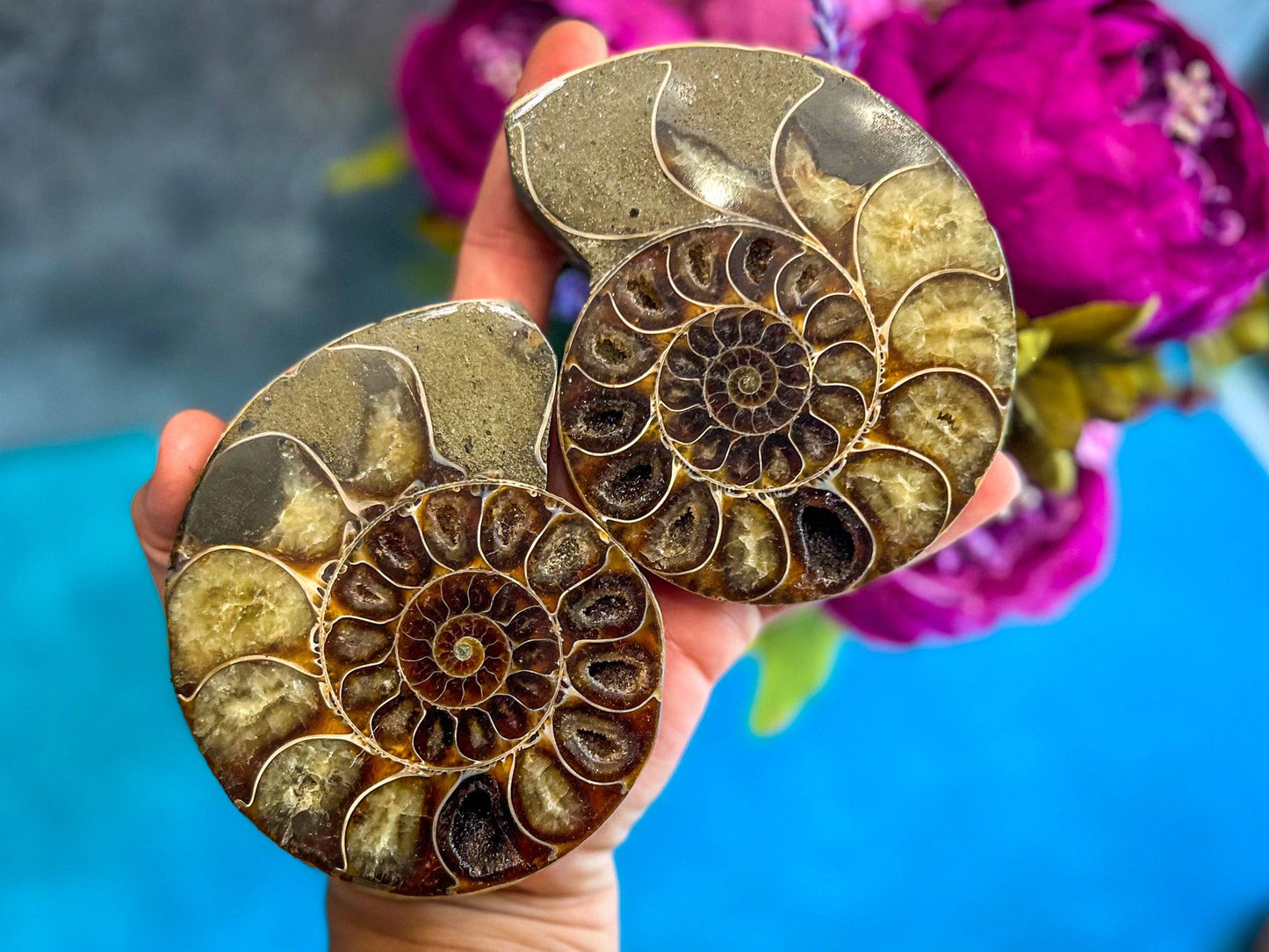 Ammonite Fossil Pairs, Ethically Sourced Ocean Decor, Beachy