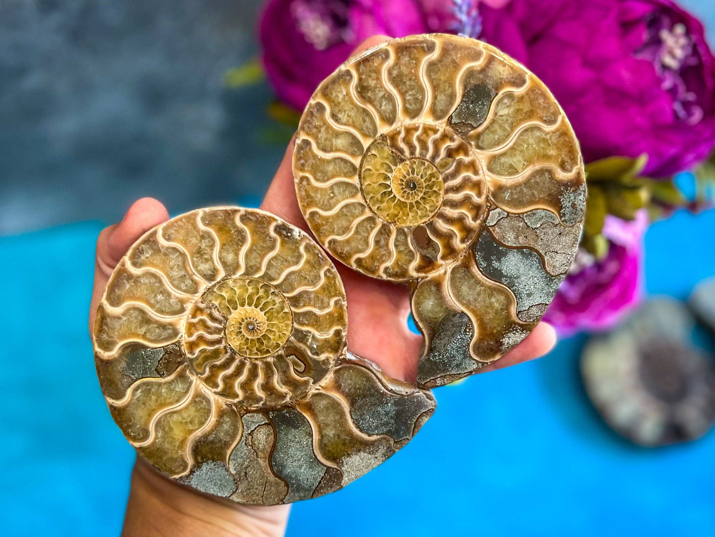 Ammonite Fossil Pairs, Ethically Sourced Ocean Decor, Beachy