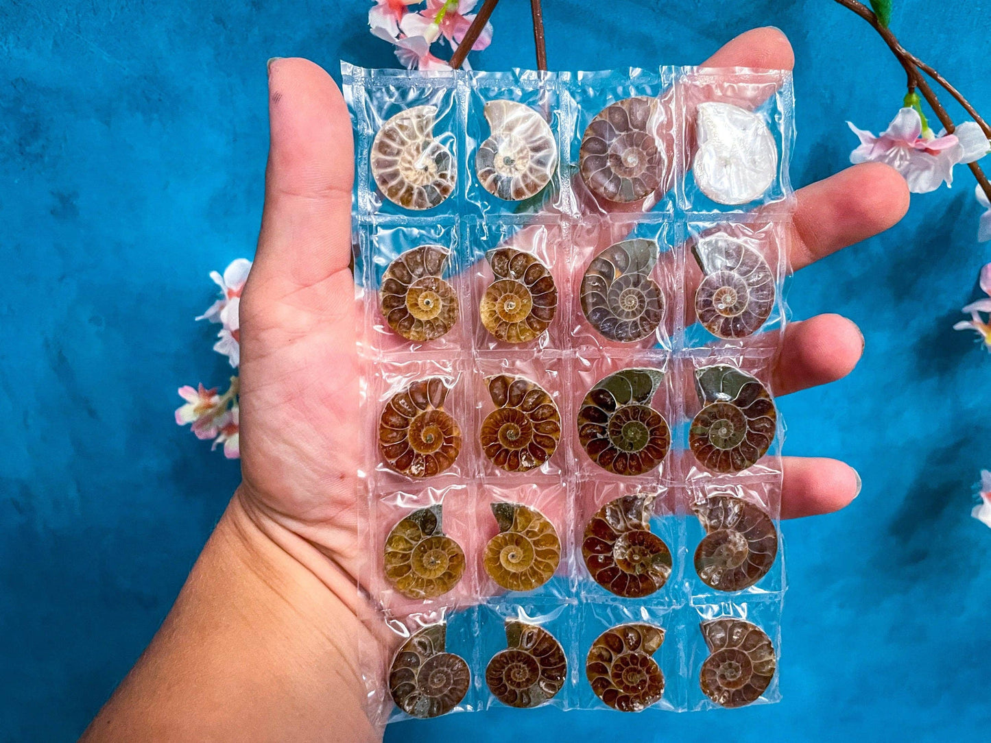 BULK Ammonite Fossil Pairs, 20pc beach decor, Ammonite Half