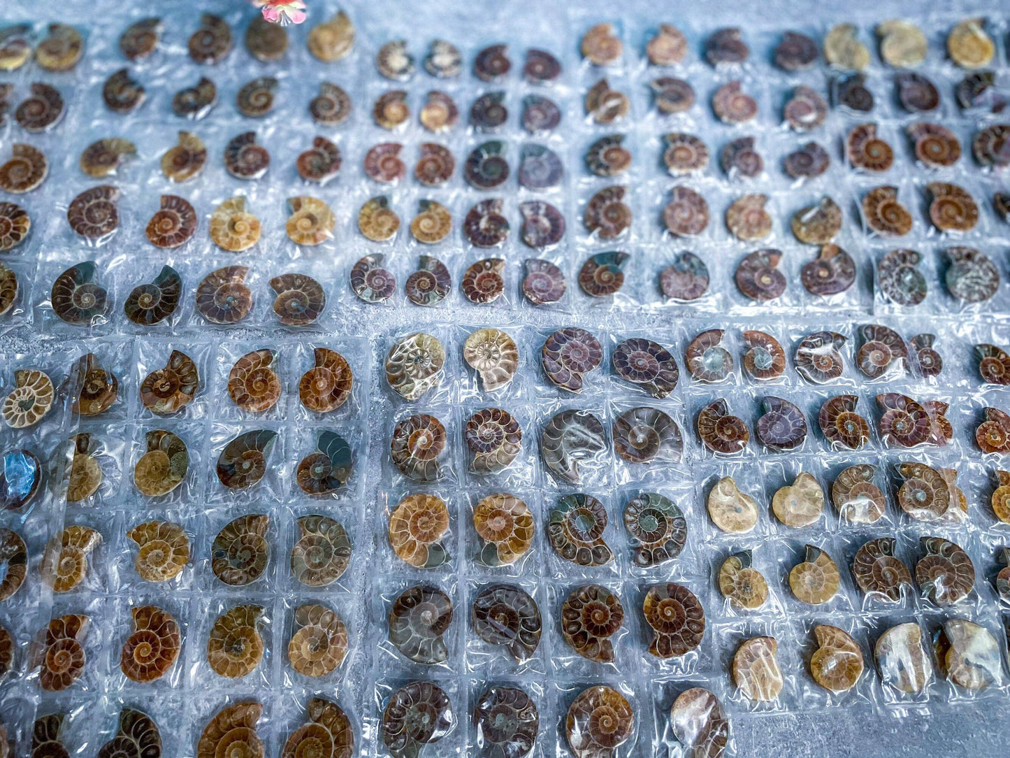 BULK Ammonite Fossil Pairs, 20pc beach decor, Ammonite Half