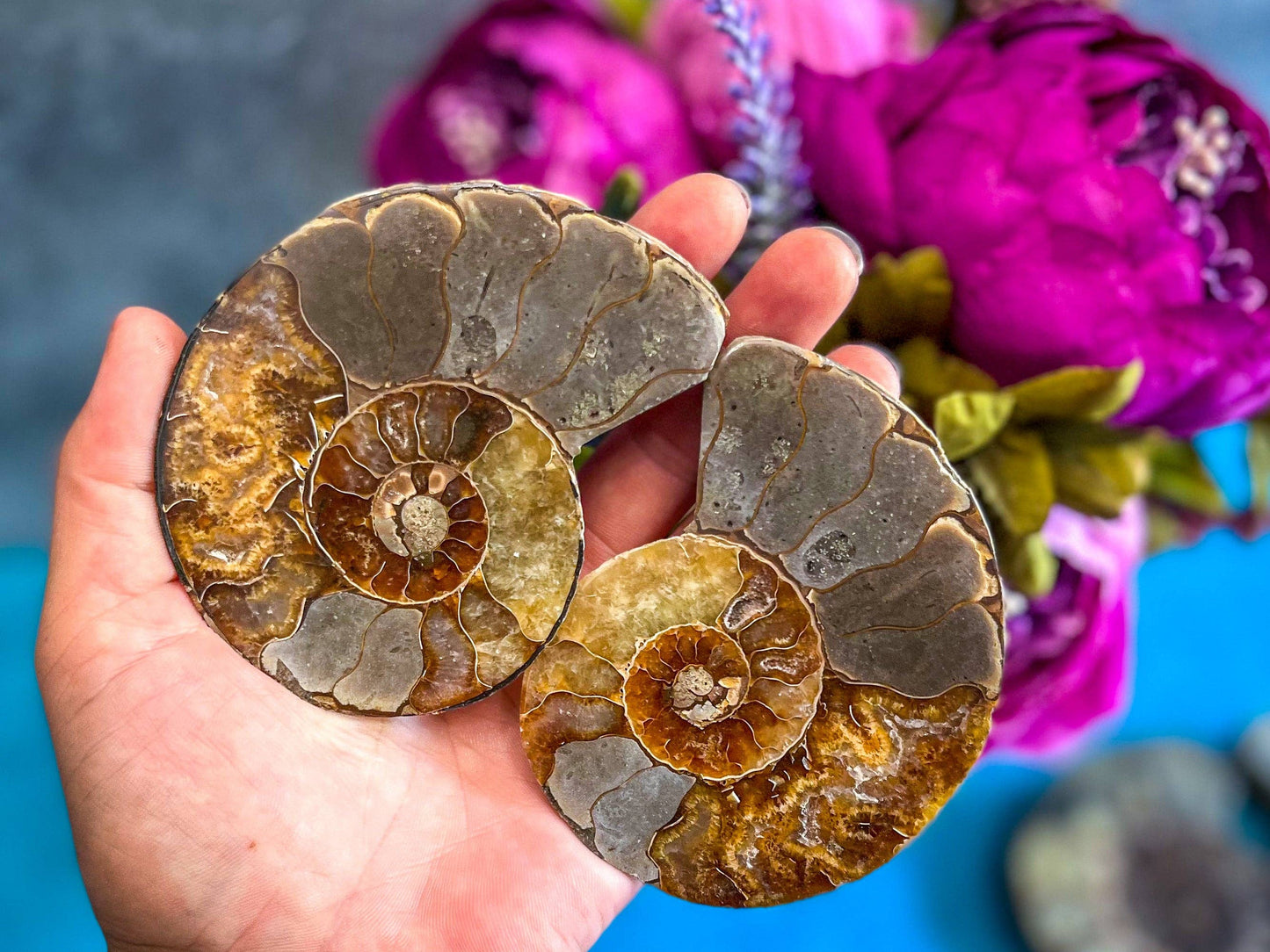 Ammonite Fossil Pairs, Ethically Sourced Ocean Decor, Beachy