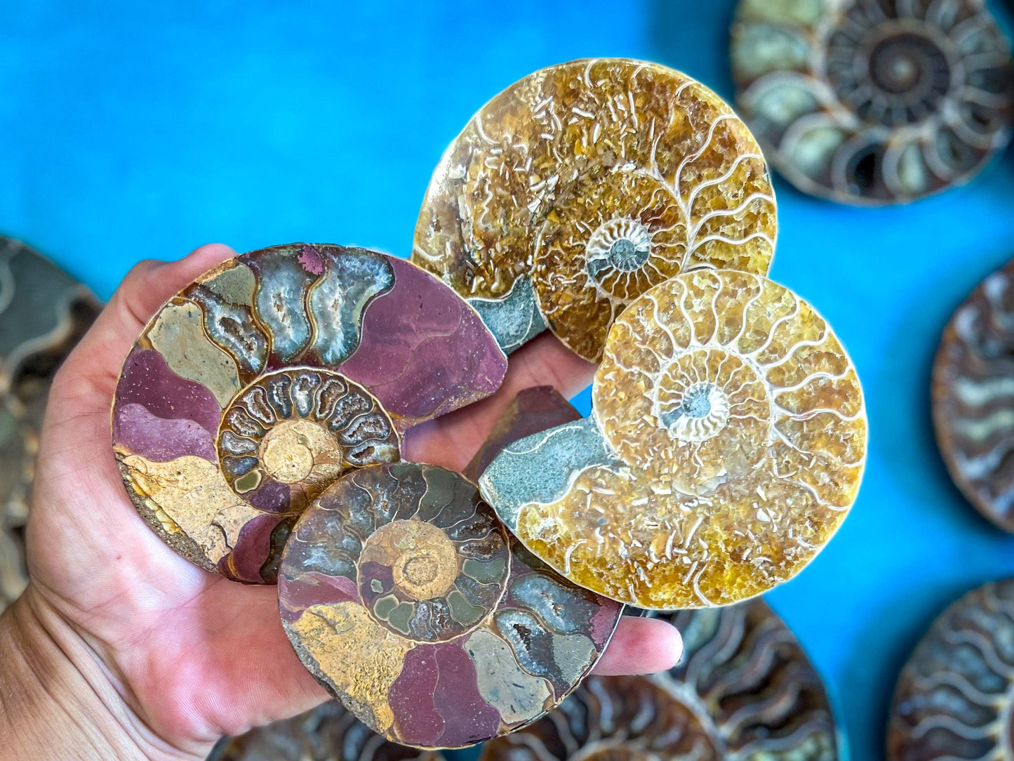 Ammonite Fossil Pairs, Ethically Sourced Ocean Decor, Beachy