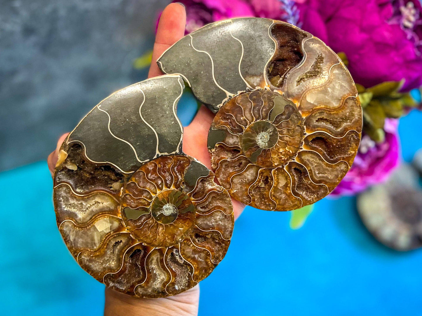 Ammonite Fossil Pairs, Ethically Sourced Ocean Decor, Beachy