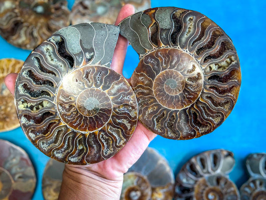 Ammonite Fossil Pairs, Ethically Sourced Ocean Decor, Beachy